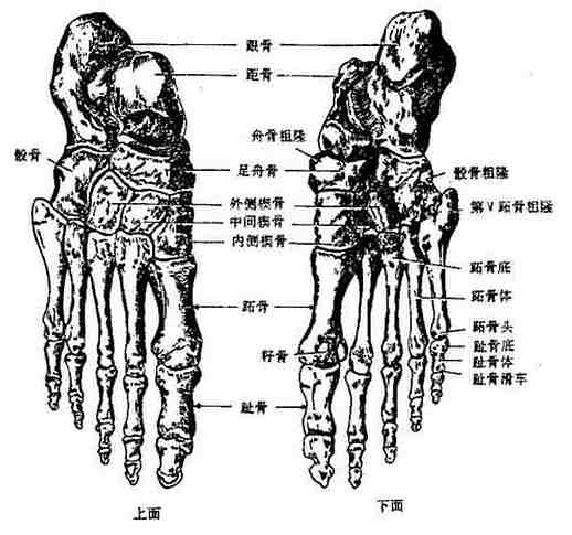 2013年临床执业医师解剖学辅导:自由下肢骨 _