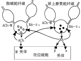 初级护师生理学辅导知识:自主神经系统的整合