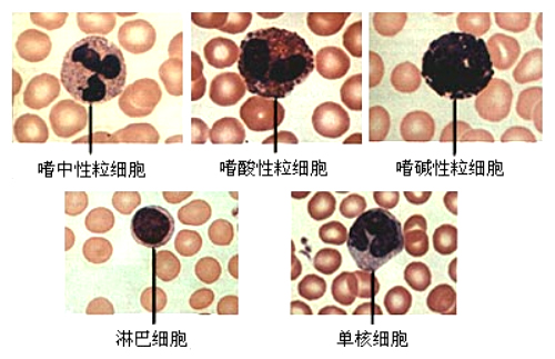 知识:白细胞的分类
