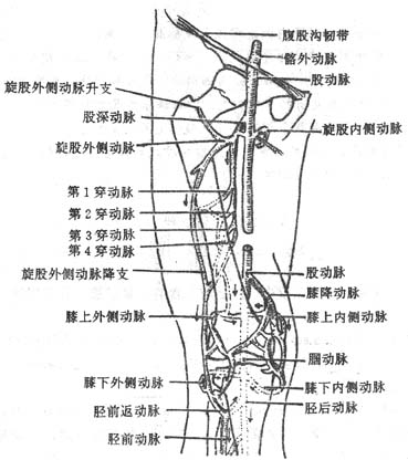 2013年临床执业医师解剖学辅导:股后部及腘窝