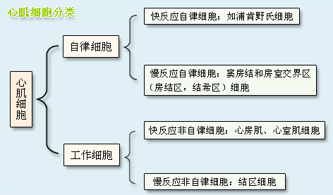 初级护师辅导知识:心肌细胞的电生理学分类 _ 初级护师 _ 考试大