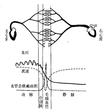 2013年初级护师辅导知识:血流量、血流阻力和