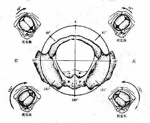 临床执业医师考试妇科学辅导:产前检查 _ 临床
