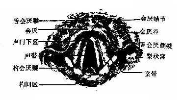 临床执业医师考试外科学辅导:间接喉镜检查法