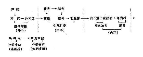 临床执业医师考试外科学辅导:耳的生理功能 _