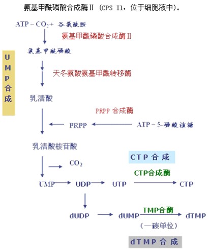 第五节:2015年临床助理医师生物化学复习