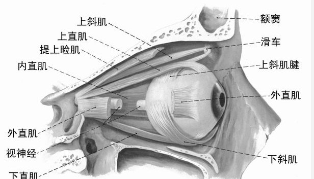 2015年实践技能医学影像学考点:眼球和眼附属结构-解剖图片-医师实践技能-考试大