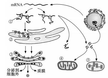 2015年江苏高考生物真题 - 高考历年真题 - 两全