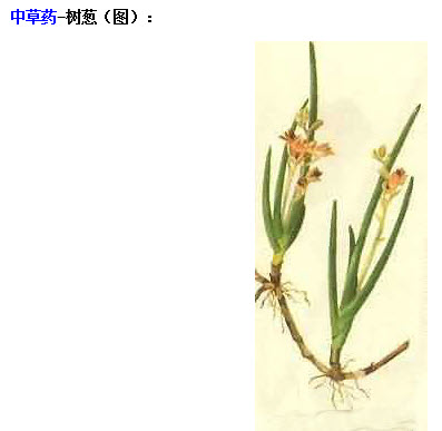 2015年中西执业医师(中医图谱):树葱 _ 中西医