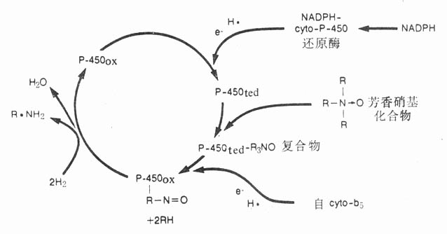 细胞色素P-450酶系统对药物氧化过程示意图