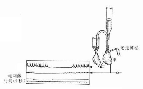 证明迷走神经兴奋时释放递质的双蛙心实验