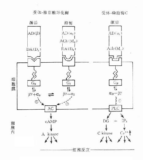 受体-腺苷酸环化酶偶联和受体-磷脂酶偶联示意图