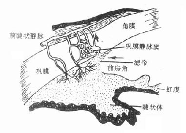 房水出路（箭头示房水回流方向）