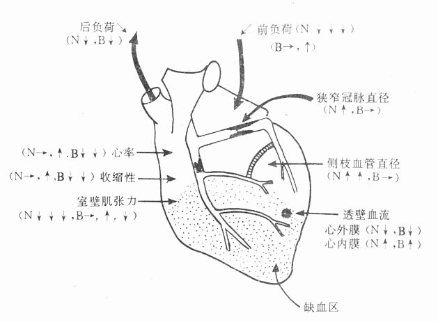 硝酸酯类(N)及β-受体阻断药(B)对缺血心脏及外周循环的作用
