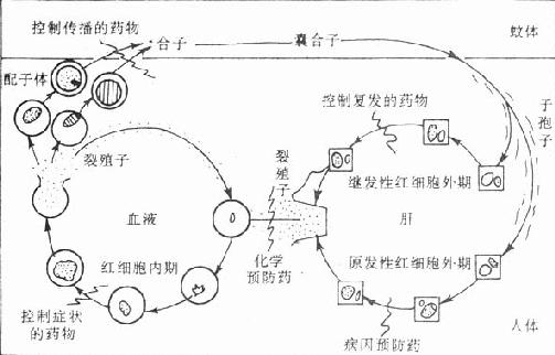 疟原虫生活史和各类抗疟药的作用部位