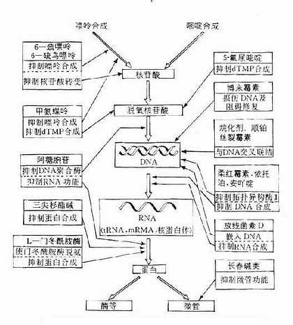 抗恶性肿瘤药的作用部位示意图