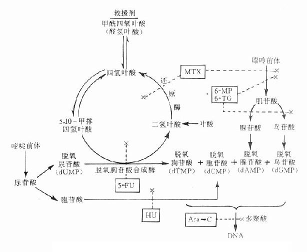 几种药物阻断DNA合成的作用环节