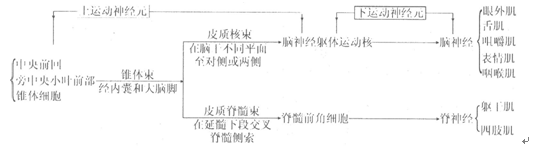 2015年成人高考《医学综合》第一部分第十二章考点及试题