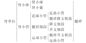 2014年成人高考专升本《医学综合》生理学第8章辅导讲义