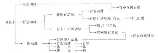 2014年成人高考专升本《医学综合》人体解剖学第9章辅导讲义