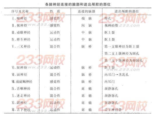 2014年成人高考专升本《医学综合》人体解剖学第11章辅导讲义