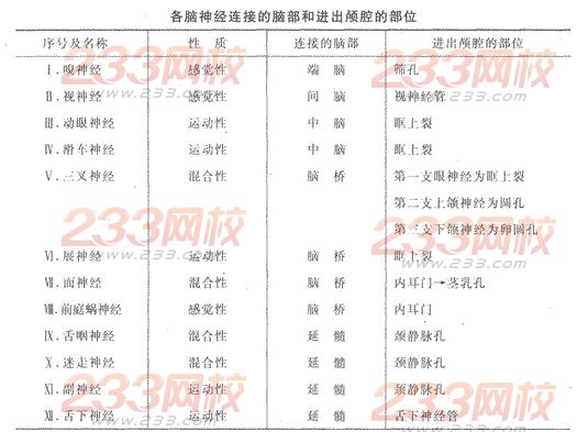 2014年成人高考专升本《医学综合》人体解剖学第11章辅导讲义