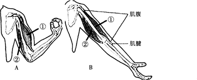 2015年教师资格证考试《生物学科知识与教学能力》(初级中学)模拟试题(2)