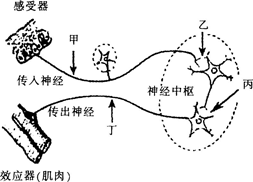 2015年教师资格证考试《生物学科知识与教学能力》(初级中学)模拟试题(3)