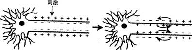 2015年教师资格证考试《生物学科知识与教学能力》(高级中学)模拟试题(3)