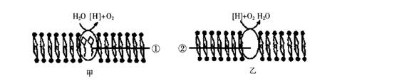 2015年教师资格证考试《生物学科知识与教学能力》(高级中学)模拟试题(3)