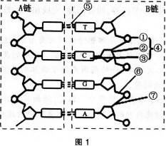 2016年教师资格证考试生物学科知识与教学能力(高级中学)深度押密卷(2)