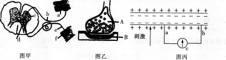 2016年教师资格证考试生物学科知识与教学能力(高级中学)深度押密卷(3)