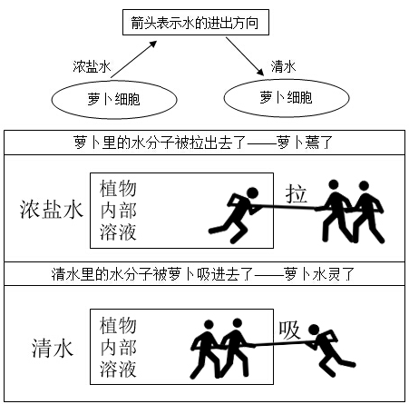 2016上半年教师资格证考试真题:中学教育知识与能力