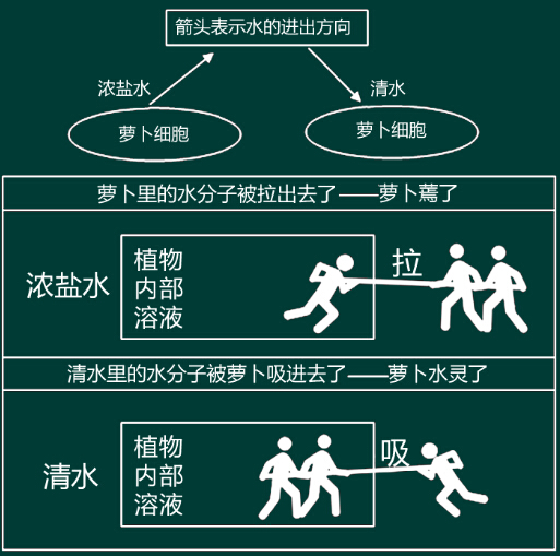 2016上半年教师资格证考试《中学教育知识与能力》真题答案解读(讲师版)