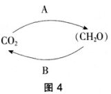 2016年下半年教师资格证考试试题及答案三——生物学科知识与教学能力(初级中学)