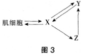 2016年下半年教师资格证考试试题及答案三——生物学科知识与教学能力(初级中学)