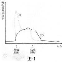 2016年下半年教师资格证考试试题及答案三——生物学科知识与教学能力(初级中学)