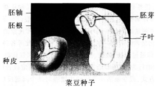 2016年下半年教师资格证考试试题及答案五——生物学科知识与教学能力(初级中学)
