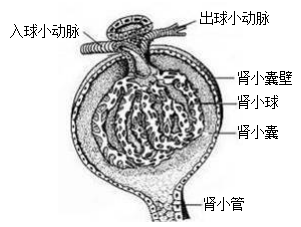 教师资格证考试大纲——《生物学科知识与教学能力》（初级中学）