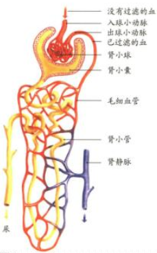 初中生物教师资格证面试真题