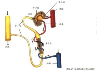 初中生物教师资格证面试真题