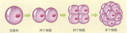初中生物教师资格证面试真题及答案:动物体的结构层次