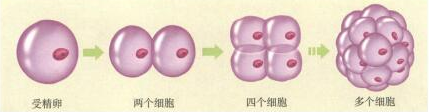 初中生物教师资格证面试真题及答案：动物体的结构层次