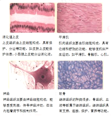 初中生物教师资格证面试真题及答案：动物体的结构层次