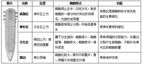 教师资格证考试生物学科知识：植株的生长