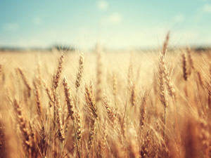 maitian_jingse.jpg maitian_jingse.jpg