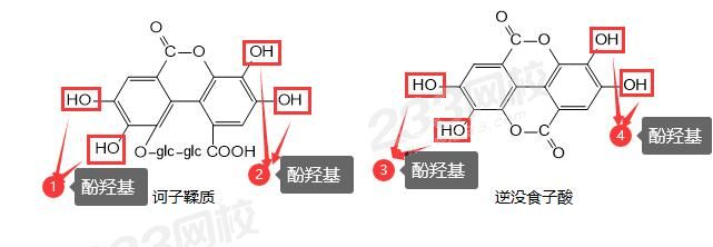 鞣质.jpg