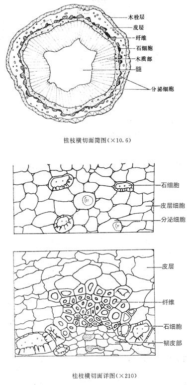 肉桂横切面简图图片