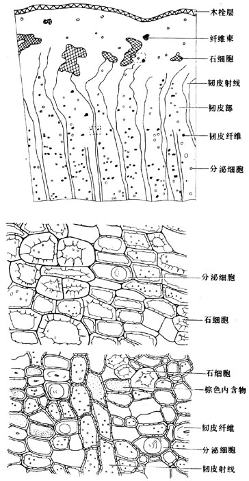 肉桂纤维显微镜图片图片