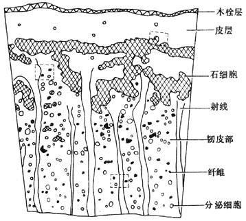 肉桂粉末石细胞手绘图图片